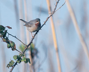 Subalpine Warbler (Sylvia cantillans) photo image