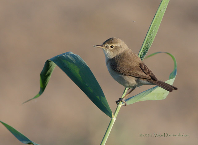 Sykes's Warbler (Iduna rama) photo image