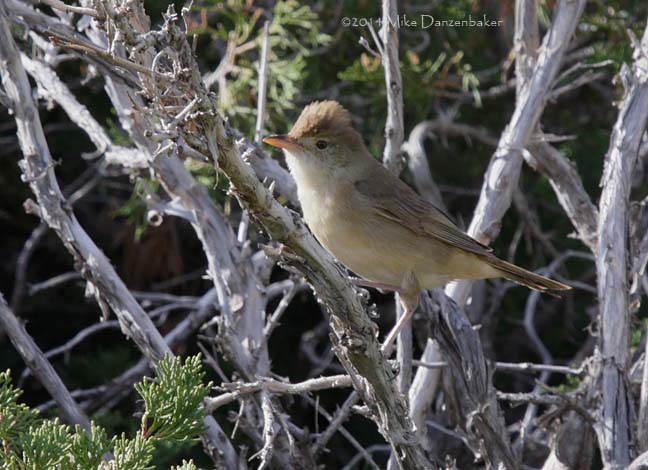 Thick-billed Warbler (Iduna aedon) photo