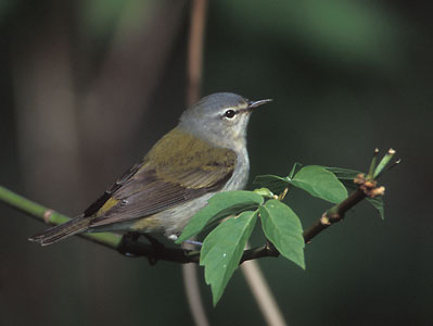 Tennessee Warbler (Oreothlypis peregrina) photo image
