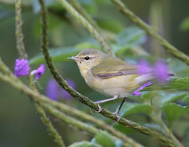Tennessee Warbler (Oreothlypis peregrina) photo image