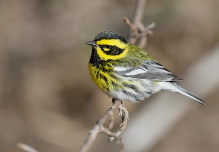 Townsend's Warbler (Dendroica townsendi) photo image