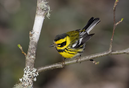 Townsend's Warbler (Dendroica townsendi) photo image