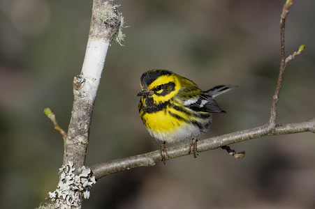 Townsend's Warbler (Dendroica townsendi) photo image