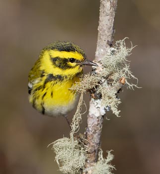 Townsend's Warbler (Dendroica townsendi) photo image