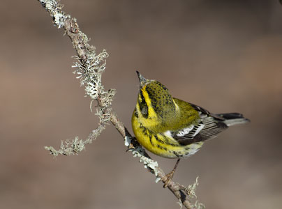 Townsend's Warbler (Dendroica townsendi) photo