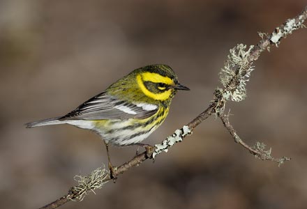 Townsend's Warbler (Dendroica townsendi) photo