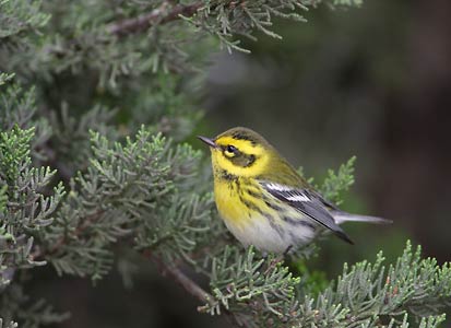 Townsend's Warbler (Dendroica townsendi) photo image