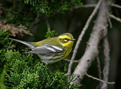 Townsend's Warbler (Dendroica townsendi) photo image