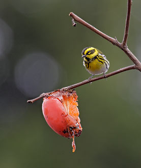 Townsend's Warbler (Dendroica townsendi) photo image