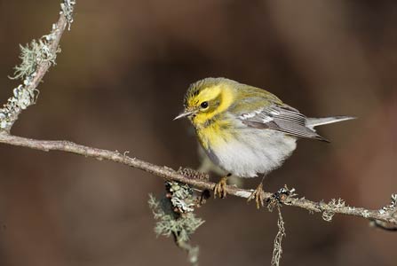 Townsend's Warbler (Dendroica townsendi) photo image