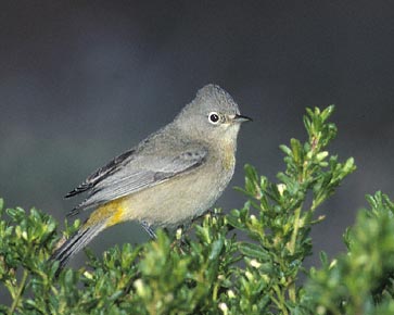 Virginia's Warbler (Oreothlypis virginiae) photo image