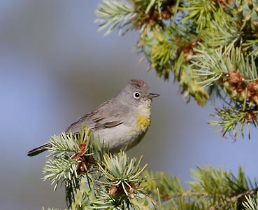 Virginia's Warbler (Oreothlypis virginiae) photo image