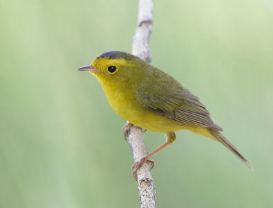 Wilson's Warbler (Wilsonia pusilla) photo