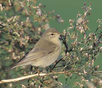 Willow Warbler (Phylloscopus trochilus) photo image