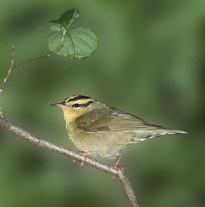 Worm-eating Warbler (Helmitheros vermivorum) photo image