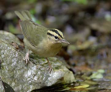 Worm-eating Warbler (Helmitheros vermivorum) photo image