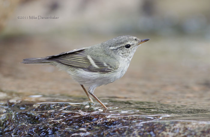 Yellow-browed Warbler (Phylloscopus inornatus) photo image