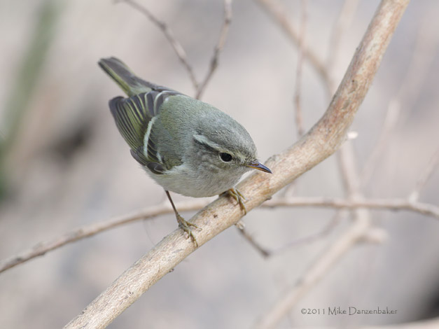 Yellow-browed Warbler (Phylloscopus inornatus) photo image