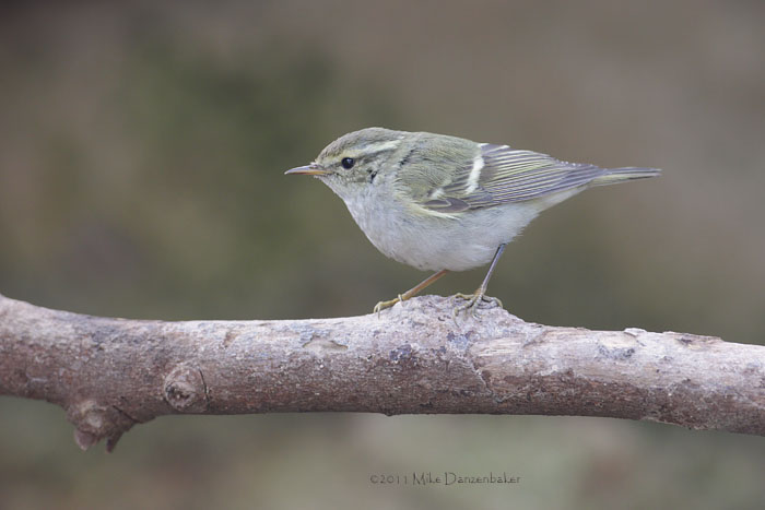 Yellow-browed Warbler (Phylloscopus inornatus) photo image