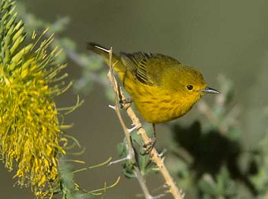 Yellow Warbler (Dendroica aestiva) photo image