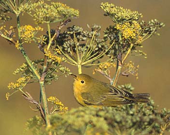 Yellow Warbler (Dendroica aestiva) photo image