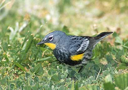Myrtle Warbler (Dendroica coronata) photo image