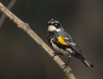 Myrtle Warbler (Dendroica coronata) photo image
