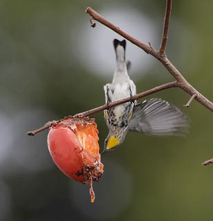 Myrtle Warbler (Dendroica coronata) photo image