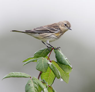 Myrtle Warbler (Dendroica coronata) photo image