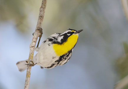 Yellow-throated Warbler (Dendroica dominica) photo image