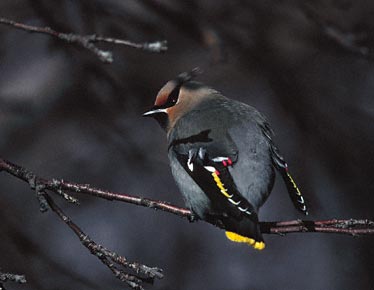 Bohemian Waxwing (Bombycilla garrulus) photo image