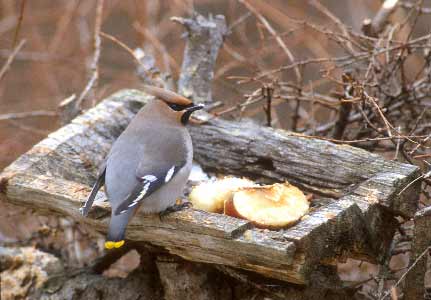 Bohemian Waxwing (Bombycilla garrulus) photo image