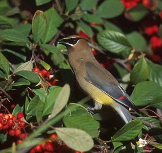 Cedar Waxwing (Bombycilla cedrorum) photo image