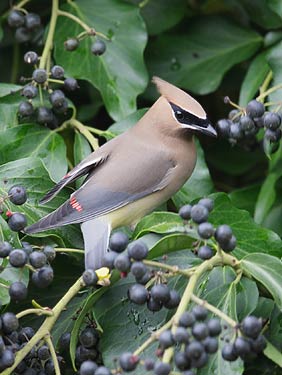 Cedar Waxwing (Bombycilla cedrorum) photo image