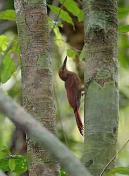Northern Barred Woodcreeper (Dendrocolaptes sanctithomae) photo image