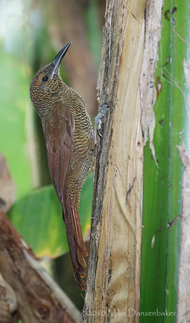 Northern Barred Woodcreeper (Dendrocolaptes sanctithomae) photo image