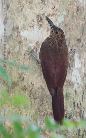Northern Barred Woodcreeper (Dendrocolaptes sanctithomae) photo image