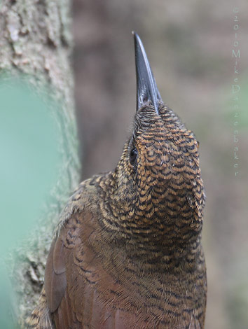 Northern Barred Woodcreeper (Dendrocolaptes sanctithomae) photo image