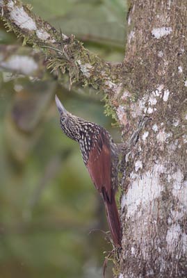 Black-striped Woodcreeper (Xiphorhynchus lachrymosus) photo