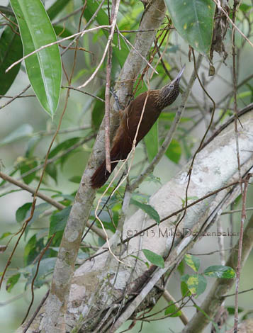 Buff-throated Woodcreeper (Xiphorhynchus guttatus) photo