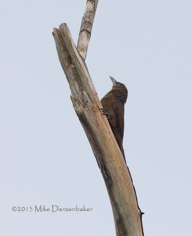Cinnamon-throated Woodcreeper (Dendrexetastes rufigula) photo image