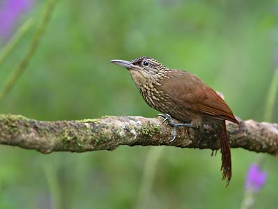 Cocoa Woodcreeper (Xiphorhynchus susurrans) photo image