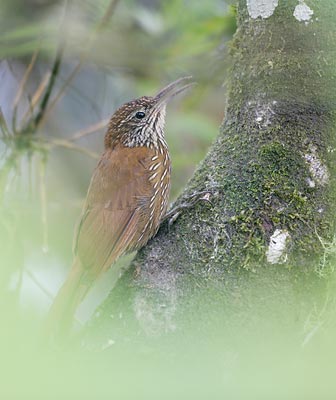 Montane Woodcreeper (Lepidocolaptes lacrymiger) photo image