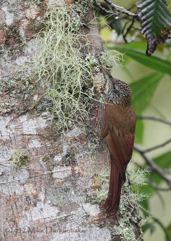 Montane Woodcreeper (Lepidocolaptes lacrymiger) photo image