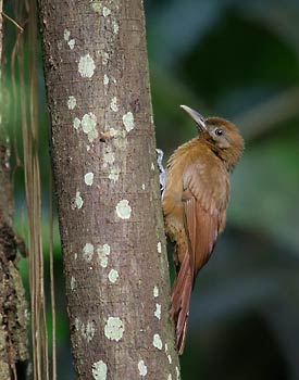 Plain-brown Woodcreeper (Dendrocincla fuliginosa) photo image