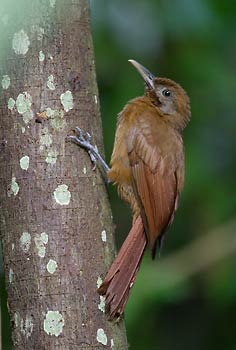 Plain-brown Woodcreeper (Dendrocincla fuliginosa) photo image