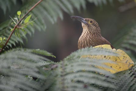 Strong-billed Woodcreeper (Xiphocolaptes promeropirhynchus) photo image