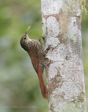 Spot-crowned Woodcreeper (Lepidocolaptes affinis) photo image