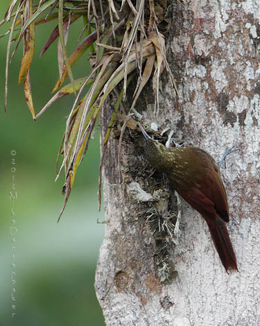 Spotted Woodcreeper (Xiphorhynchus erythropygius) photo image